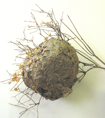 Nid de gu&ecirc;pes (Dolichovespula)